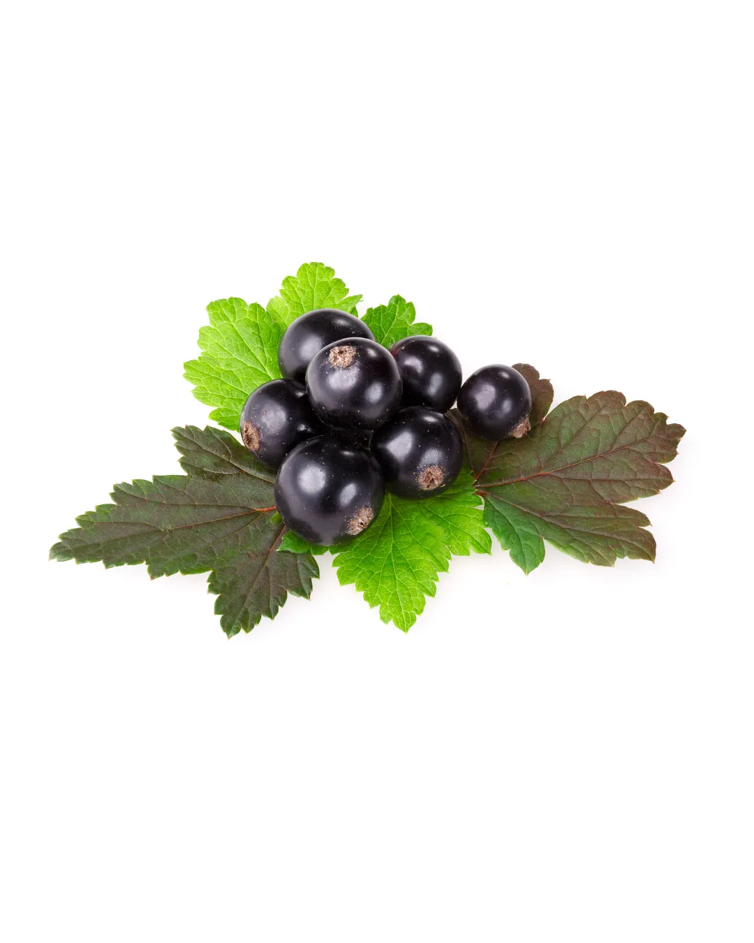 Ekstrak Blackcurrant