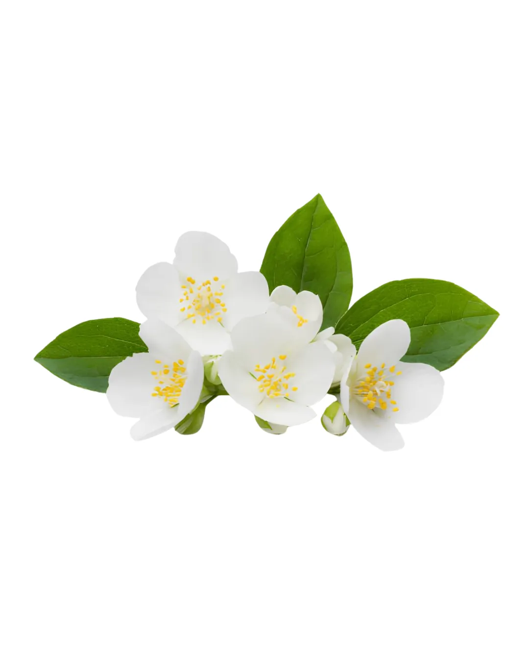 Camellia sinensis folium (Daun Teh Hijau)