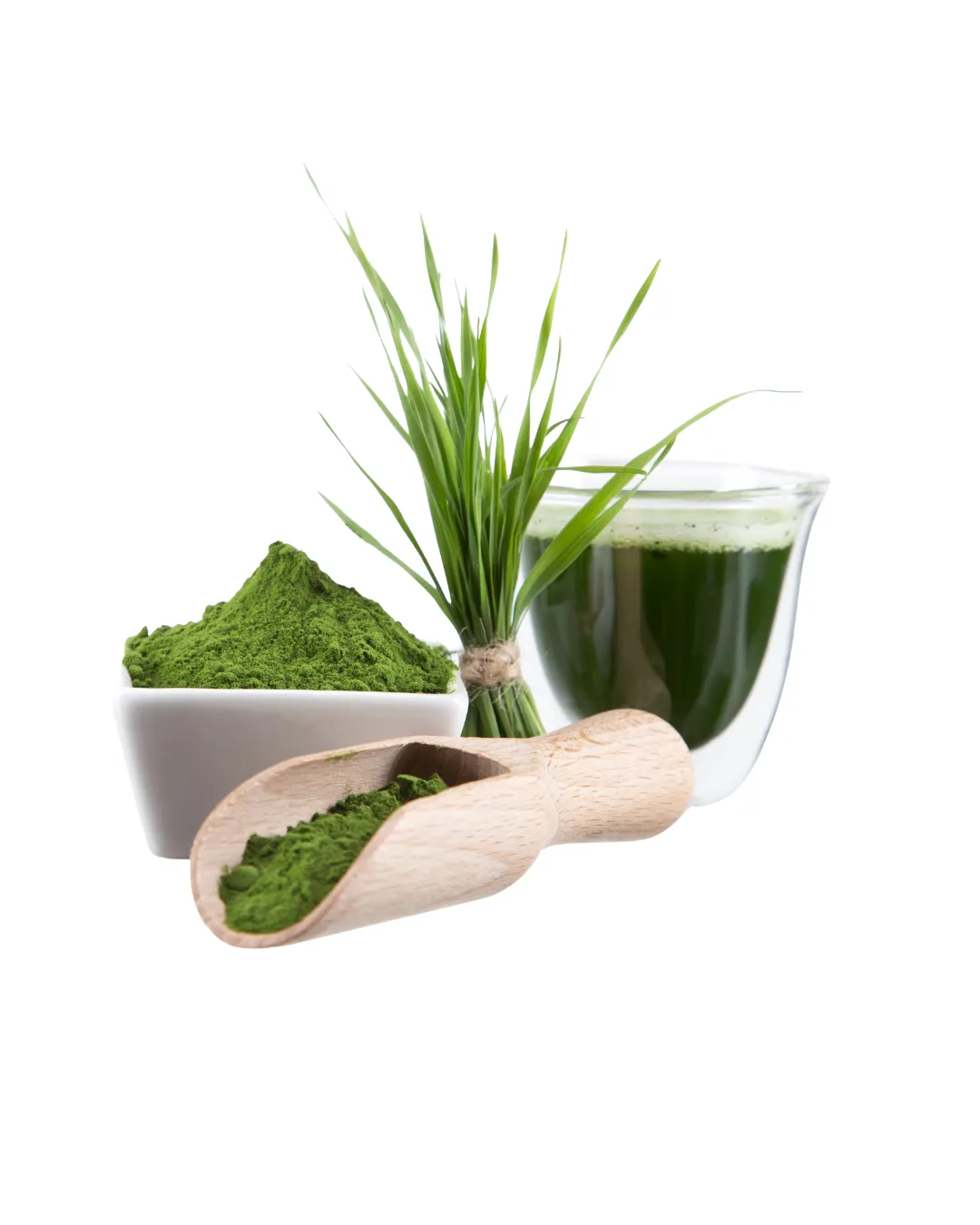 Chlorella pyrenoidosa (Ganggang Hijau)